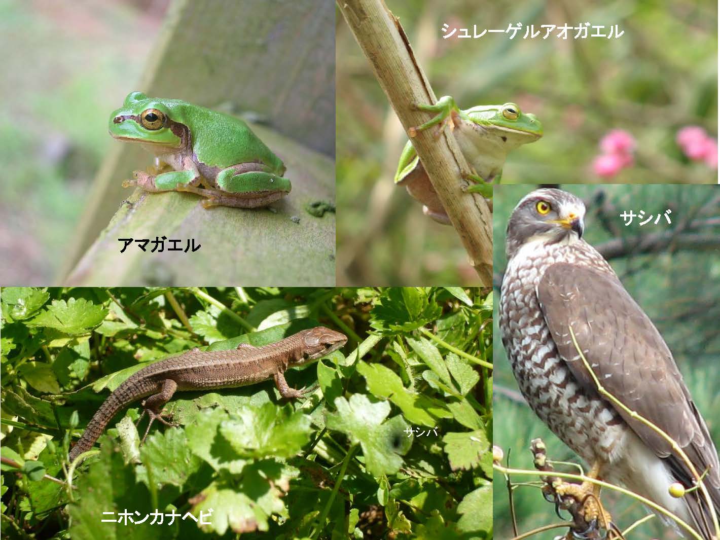 Regeneration of the forest_ページ_10