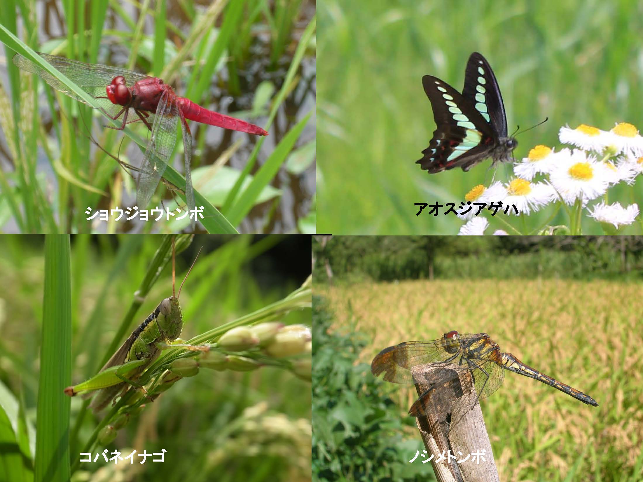 Regeneration of the forest_ページ_11