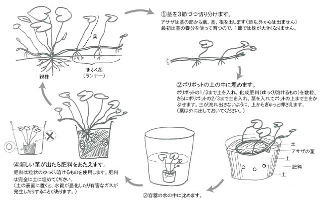 人と湖を結ぶ アサザの里親制度 認定npo法人 アサザ基金