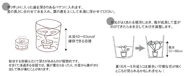 人と湖を結ぶ アサザの里親制度 認定npo法人 アサザ基金