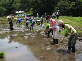 s田植え