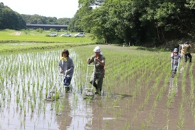 s除草