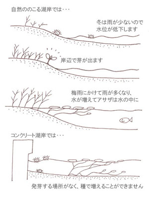 人と湖を結ぶ アサザの里親制度 認定npo法人 アサザ基金