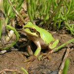 アマガエル