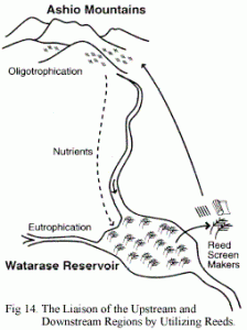Fig.14 The Liaison of the Upstream and Downstream Regions by Utilizing Reeds