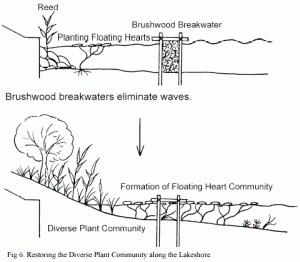 Restoring the Diverse Plant Community along the Lakeshore