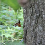 オオカマキリに食べられるアブラゼミ３_s