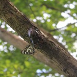 ノコギリクワガタペアとゴマダラチョウ_s