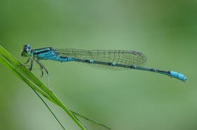 生物