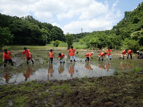 田植え