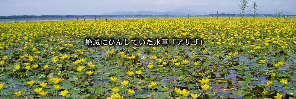 絶減にひんしていた水草「アサザ」